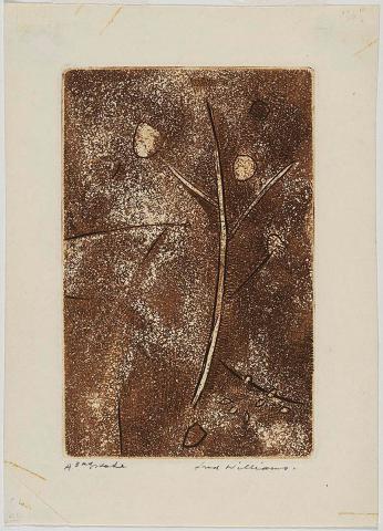 Artwork Gum tree this artwork made of Aquatint, engraving, rough biting and drypoint on paper, created in 1958-01-01