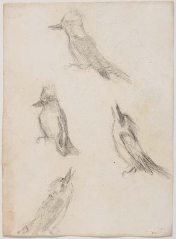 Artwork (Kookaburras) this artwork made of Pencil on paper, created in 1912-01-01
