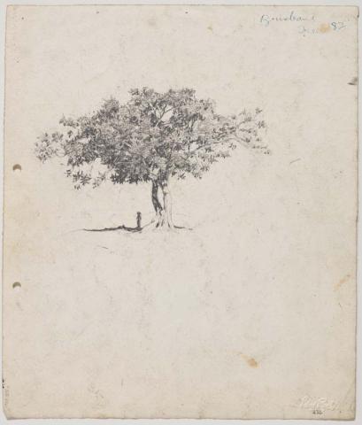 Artwork Moreton Bay Fig at Milton, figure under tree this artwork made of Pencil on paper, created in 1912-01-01