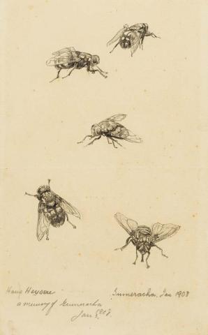 Artwork A memory of Gumeracha (study of flies) this artwork made of Crayon on wove paper on cardboard, created in 1908-01-01