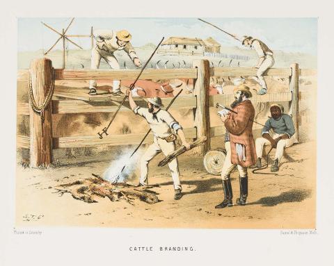 Artwork Cattle branding (from 'The Australian sketchbook') this artwork made of Colour lithograph on smooth wove paper, created in 1865-01-01
