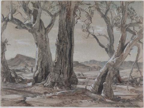Artwork Northern gums study this artwork made of Charcoal, pencil and coloured chalks on grey wove paper, created in 1947-01-01