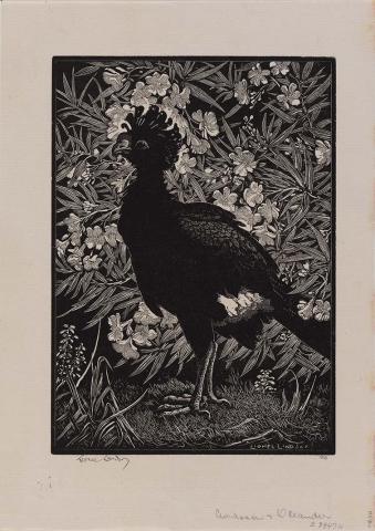 Artwork Curassow and oleander this artwork made of Woodcut