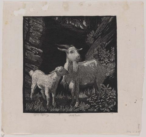 Artwork White goats this artwork made of Wood engraving on thin smooth laid India paper, created in 1925-01-01