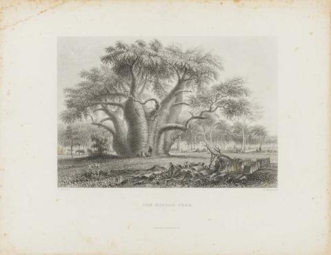 Artwork The baobab tree (no. 83 from 'Australia' series) this artwork made of Etching and engraving on thick wove paper, created in 1870-01-01