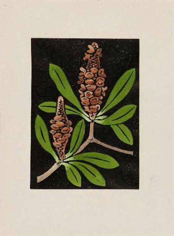 Artwork (Banksia pods) this artwork made of Linocut, hand-coloured on paper, created in 1950-01-01