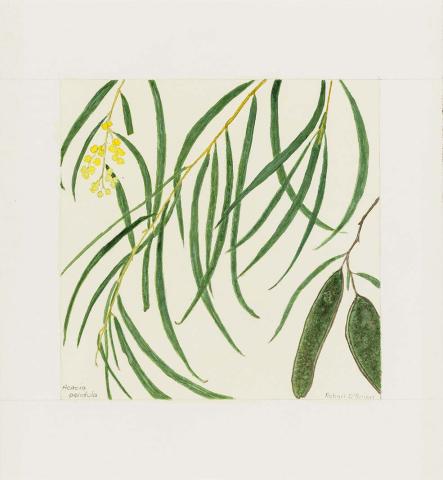 Artwork Acacia pendula (Myall) this artwork made of Watercolour over pencil on wove, handmade paper, created in 1980-01-01