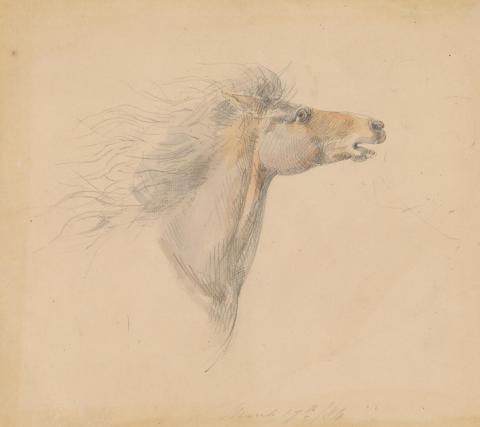 Artwork Study of a horse's head related to 'Black Thursday, 6th February, 1851' this artwork made of Pencil and watercolour wash on smooth wove paper, created in 1884-01-01