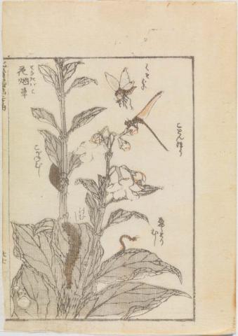 Artwork (Flowering plant and insects) (from 'Hokusai Manga' Vol. 1) this artwork made of Colour woodblock print on thin cream laid Oriental paper, created in 1814-01-01