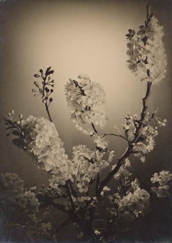 Artwork Plum blossom this artwork made of Gelatin silver photograph on paper, created in 1937-01-01