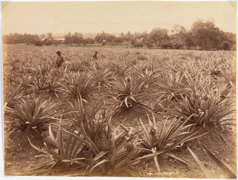 Artwork Pineapple cultivation this artwork made of Albumen photograph on paper, created in 1880-01-01