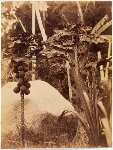 Artwork Paw paws this artwork made of Albumen photograph on paper, created in 1880-01-01