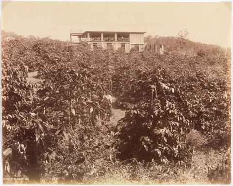 Artwork Coffee plantation this artwork made of Albumen photograph on paper, created in 1890-01-01