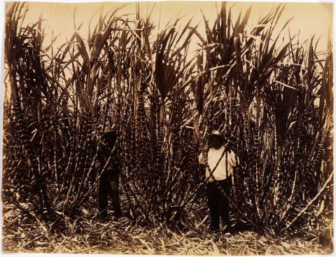 Artwork (Sugar cane) this artwork made of Albumen photograph on paper, created in 1880-01-01