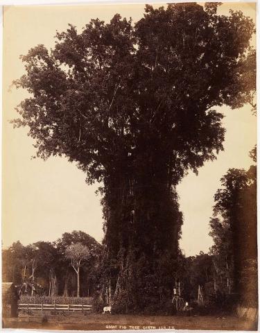 Artwork Giant fig tree this artwork made of Albumen photograph on paper, created in 1880-01-01