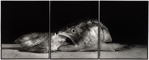 Artwork Rhopography #39 (fish) this artwork made of Gelatin silver photograph on paper, created in 2002-01-01
