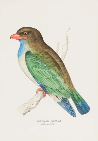 Artwork Australian roller (Eurystomus australis) this artwork made of Lithograph, hand-coloured on paper, created in 1870-01-01