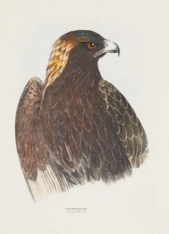 Artwork Black-breasted buzzard (Buteo melanosternon) this artwork made of Lithograph, hand-coloured on paper, created in 1870-01-01