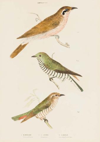 Artwork Black-eared cuckoo (Chrysococcyx osculans), Shiny cuckoo (Chrysococcyx lucidus), and Narrow-billed cuckoo (Chrysococcyx basalis) this artwork made of Lithograph, hand-coloured on paper, created in 1870-01-01