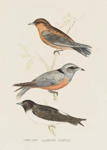 Artwork Wood swallow (Artamus sordidus), White-eyebrowed wood swallow (Artamus superciliosus) and White-rumped wood swallow (Artamus leucopygialis) this artwork made of Lithograph, hand-coloured on paper, created in 1870-01-01