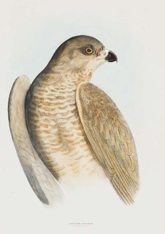 Artwork New Holland goshawk (Astur novae-hollandiae) this artwork made of Lithograph, hand-coloured on paper, created in 1870-01-01