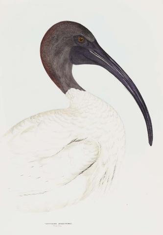 Artwork White ibis (Threskiornis strictipennis) this artwork made of Lithograph, hand-coloured on paper, created in 1870-01-01