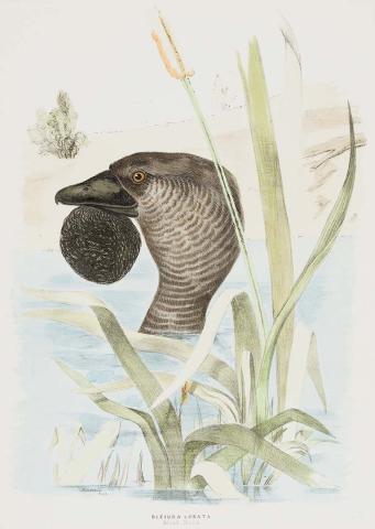 Artwork Musk duck (Biziura lobata) this artwork made of Lithograph, hand-coloured on paper, created in 1870-01-01