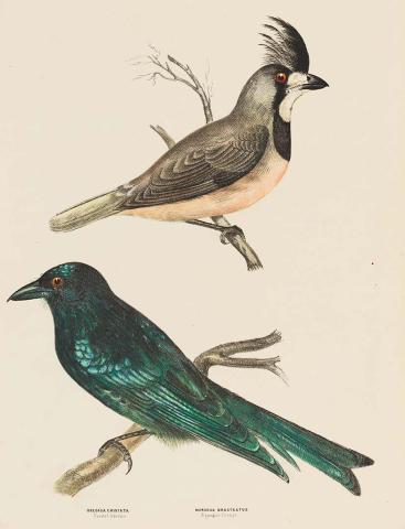 Artwork Crested oreoica (Oreoica cristate) and Spangled drongo shrike (Dicrurus bracteatus) this artwork made of Lithograph, hand-coloured on paper, created in 1870-01-01