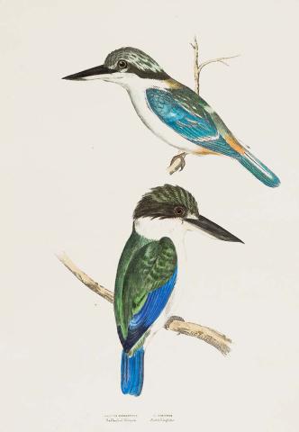 Artwork Red-backed kingfisher (Halcyon pyrrhopygia) and Sordid kingfisher (Halcyon sordidus) this artwork made of Lithograph, hand-coloured on paper, created in 1870-01-01