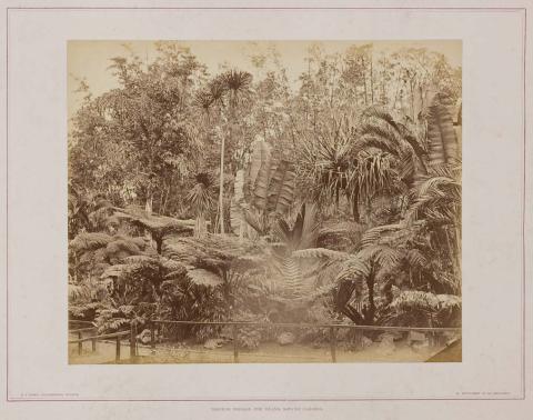 Artwork Tropical foliage - the island, Botanic Gardens (from 'Brisbane illustrated' portfolio) this artwork made of Albumen photograph