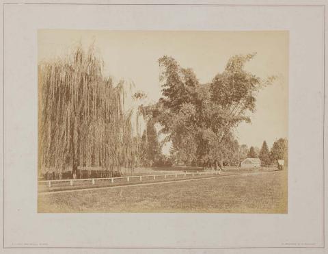 Artwork (Weeping willow and bamboo, Botanic Gardens) (from 'Brisbane illustrated' portfolio) this artwork made of Albumen photograph on paper mounted on card, created in 1874-01-01