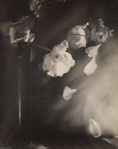 Artwork Windflowers this artwork made of Gelatin silver photograph on paper