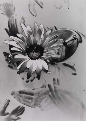Artwork (Solarised hands and flowers) this artwork made of Gelatin silver photograph