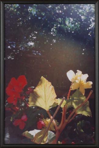 Artwork Wellington (Flowers) (from 'The Homely' series 1997-2000) this artwork made of Type C photograph on paper mounted on foam board, created in 1999-01-01