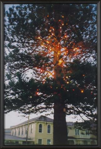 Artwork Napier (Tree) (from 'The Homely' series 1997-2000) this artwork made of Type C photograph