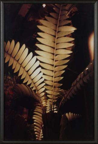 Artwork Wellington (Fern) (from 'The Homely' series 1997-2000) this artwork made of Type C photograph on paper mounted on foam board, created in 1998-01-01