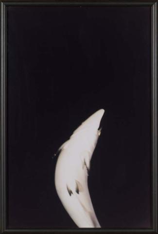 Artwork South Island (Trout) (from 'The Homely' series 1997-2000) this artwork made of Type C photograph on paper mounted on foam board, created in 1999-01-01
