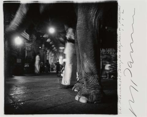 Artwork Temple elephant, Madurai, South India (from 'Indian Ocean Journals') this artwork made of Gelatin silver photograph on paper, created in 1992-01-01