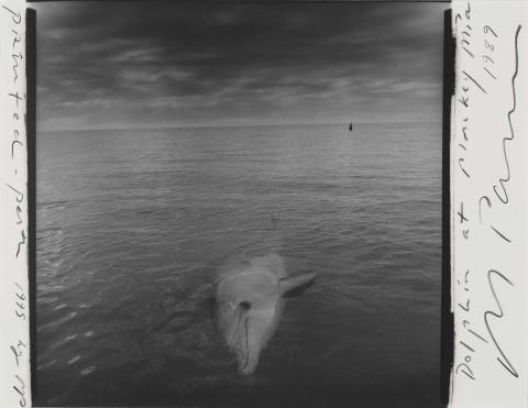 Artwork Dolphin silently agreeing, Shark Bay, Western Australia (from 'Indian Ocean Journals') this artwork made of Gelatin silver photograph on paper, created in 1989-01-01