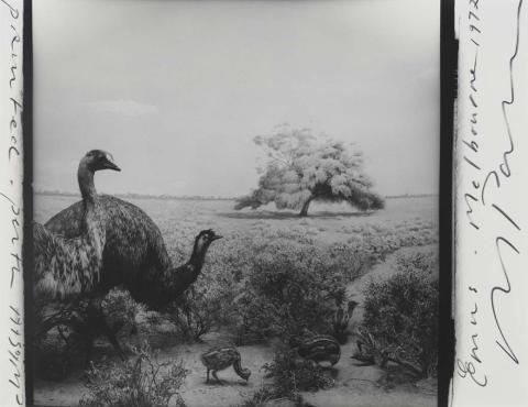 Artwork Emu family, Melbourne (from 'Indian Ocean Journals') this artwork made of Gelatin silver photograph on paper, created in 1972-01-01