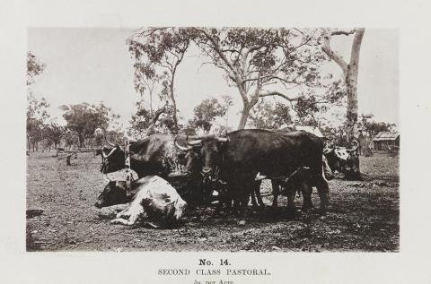 Artwork (Second class pastoral) (no. 14 from 'Images of Queensland' series) this artwork made of Autotype