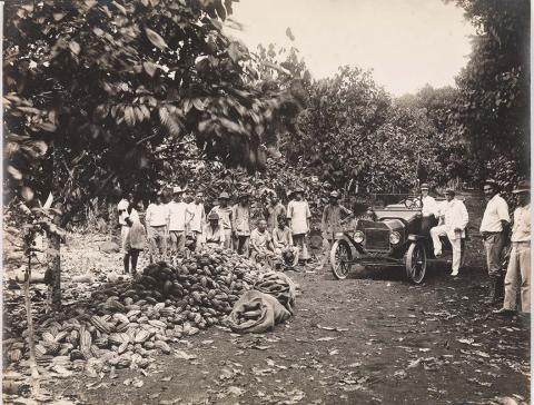 Artwork Cacao plantation this artwork made of Gelatin silver photograph on paper, created in 1910-01-01