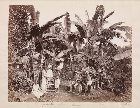 Artwork Banana plantations works, Ceylon this artwork made of Albumen photograph, created in 1890-01-01