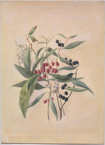 Artwork Austral olives this artwork made of Watercolour on paper, created in 1871-01-01