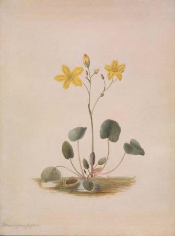 Artwork Nymphoides germinata this artwork made of Watercolour on paper, created in 1870-01-01