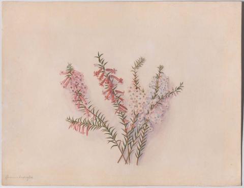 Artwork Epacris impressa (Common heath) this artwork made of Watercolour on paper, created in 1872-01-01