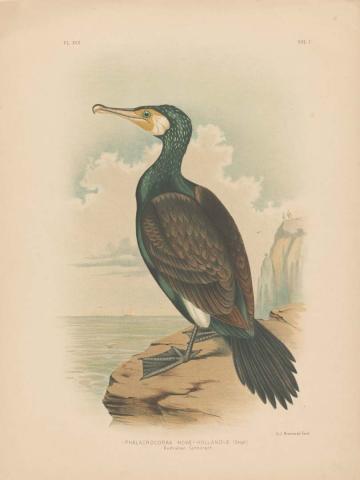 Artwork Australian cormorant this artwork made of Coloured lithograph on paper