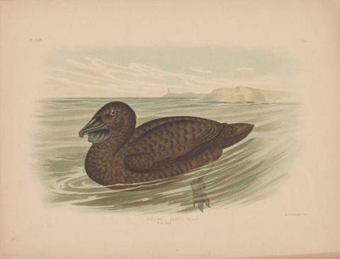 Artwork Musk duck this artwork made of Coloured lithograph on paper