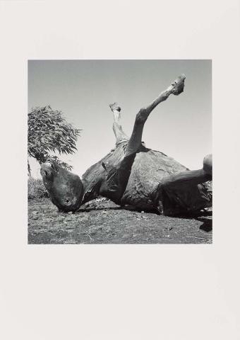 Artwork (Horse carcass legs akimbo) (from 'Drought photographs' series) this artwork made of Archival inkjet print on paper, created in 1952-01-01