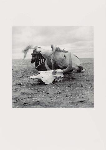 Artwork (Cow carcass and cow skull) (from 'Drought photographs' series) this artwork made of Archival inkjet print on paper, created in 1952-01-01